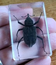 Real weevil beetle for sale  SOUTHEND-ON-SEA