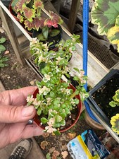 fern plants sword for sale fern plants sword for sale Crosby