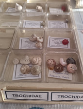 Lot trochidae 2 d'occasion  Monistrol-sur-Loire