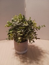 arrangements succulent faux for sale  Shippensburg