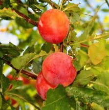 Pflaumenbaum butipflaume gebraucht kaufen  Hamburg
