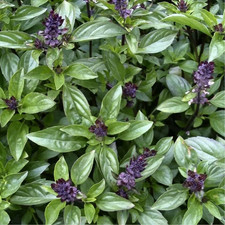 Herb basil cinnamon for sale Herb basil cinnamon for sale  KEIGHLEY