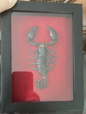 Real framed scorpion for sale  Westerville