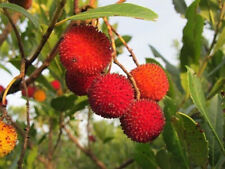 Semi arbutus unedo usato  Trappeto