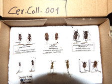Insekten käfer eigene gebraucht kaufen  Pliezhausen
