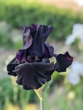 Iris sambuca gebraucht kaufen  Lütjenburg