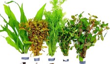 Aquariumpflanzen set bunde gebraucht kaufen  Eitelborn, Arzbach, Simmern