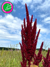 Purpurroter garten fuchsschwan gebraucht kaufen  Tittmoning