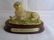 Golden retriever leonardo for sale  BARNSLEY