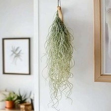 Tillandsia usneoides rare usato  Caerano di San Marco