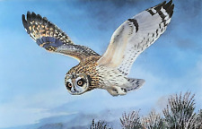 Short eared owl for sale  NELSON