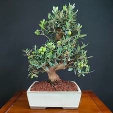 Bonsai ulivo con usato  San Pancrazio Salentino