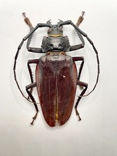 Entomology taxidermy male d'occasion  Expédié en Belgium