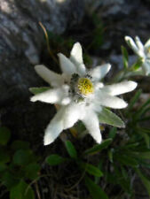 Leontopodium alpinum stella usato  Torino
