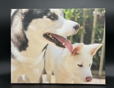 Husky arctic dogs for sale  Las Vegas