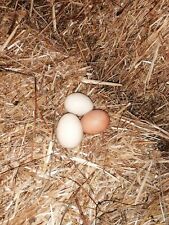 Uova galline allevate usato  Villaspeciosa