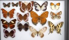 Selection worldwide butterflie for sale  PERSHORE