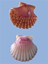 Pectinidae pecten jacobaeus usato  Roma
