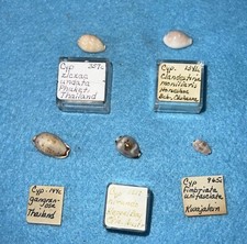 Five common cowries for sale  San Diego