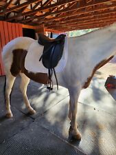 Dressage saddle for sale  Show Low