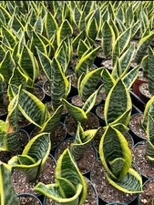 Silver snake plant for sale  Garden Grove