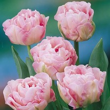 Tulip angelique bulbs for sale  UK