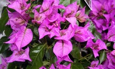 Bougainvillea glabra sanderian for sale  BECCLES