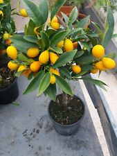 Pianta kumquat vaso usato  Altamura