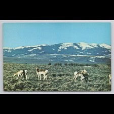 Vintage wyoming pronghorn for sale  USA