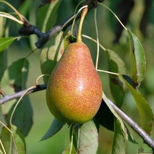 Säulenobst spalier bst gebraucht kaufen  Lastrup