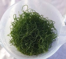 Cheato marco algae for sale  LIVERPOOL