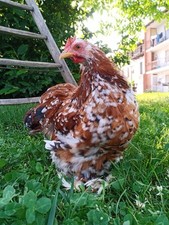 Uova fertili cocincina usato  Venetico