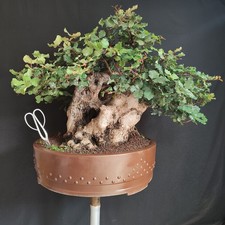 Pre bonsai esemplare usato  San Pancrazio Salentino
