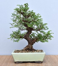 Bonsai indoor chinesische gebraucht kaufen  Saarwellingen