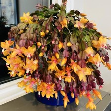 Yellow christmas cactus for sale  Hudson