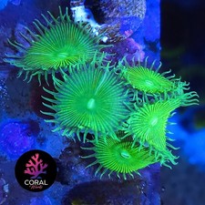 Ultra bright green for sale  STOCKPORT