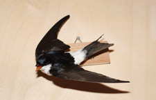 Präparat tierpräparat mehlsc gebraucht kaufen Präparat tierpräparat mehlsc gebraucht kaufen  Greifswald-Eldena