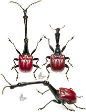 Trachelophorus giraffa, 1 Par, Extra Grande! 18-20mm, de Madagascar, DESMONTADO  comprar usado Trachelophorus giraffa, 1 Par, Extra Grande! 18-20mm, de Madagascar, DESMONTADO  comprar usado  Enviando para Brazil