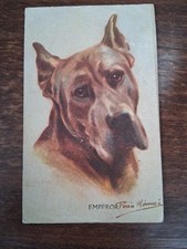 Emporer beautiful dog for sale  NORTHAMPTON
