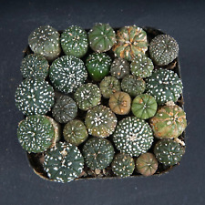 Plants astrophytum asterias for sale  Shipping to Ireland