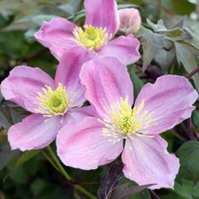 Clematis montana fragrant for sale  BALLYMENA