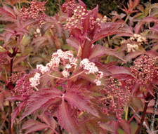 Sambucus serenade elderberry for sale  BALLYMENA