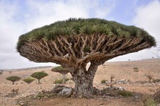 Dracaena cinnabari socotra d'occasion  Expédié en Belgium