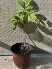 trees fruit organic for sale trees fruit organic for sale Riverview