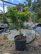 Japanese maple tattoo for sale  Woodleaf