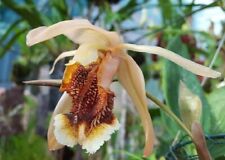 Orchidea Coelogyne speciosa (12 Sr), używany na sprzedaż  PL