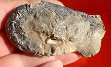 Crevette fossile jurassique d'occasion  Cuxac-d'Aude
