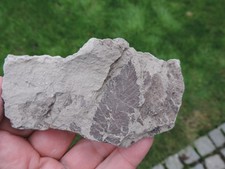 Pflanzenfossilien dem tagebau gebraucht kaufen Pflanzenfossilien dem tagebau gebraucht kaufen  Limbach-Oberfrohna