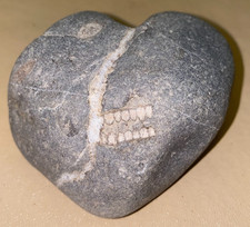 Fossil crinoid teeth for sale  COVENTRY