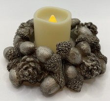 Silver acorns pine for sale  White Pine